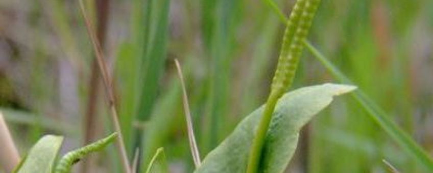 Ophioglossum vulgatum. Addertong