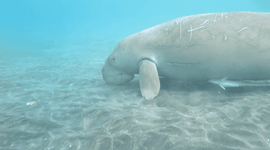 Dujong op de Sangihe-eilanden, Noord-Sulawesi