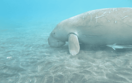 Dujong op de Sangihe-eilanden, Noord-Sulawesi