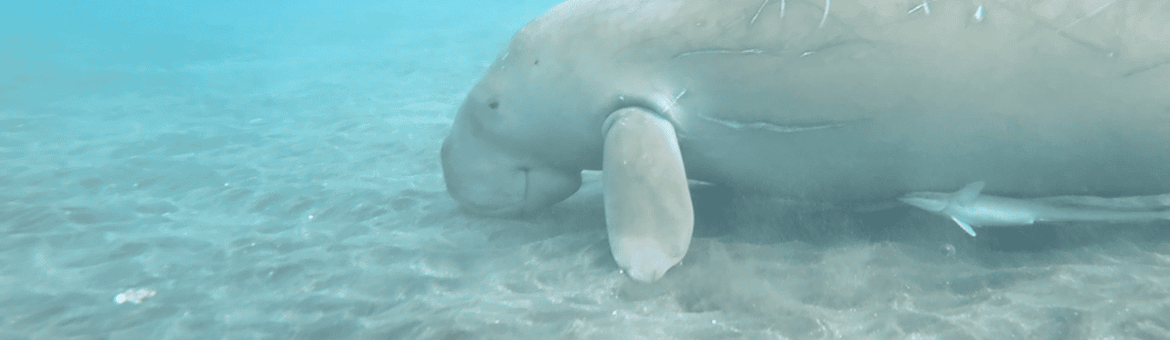 Dujong op de Sangihe-eilanden, Noord-Sulawesi