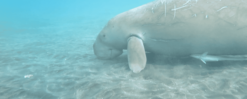 Dujong op de Sangihe-eilanden, Noord-Sulawesi