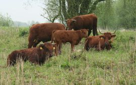 Familiegroep Rode Geuzen