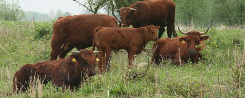 Familiegroep Rode Geuzen