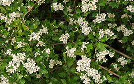 Crataegus laevigata. Tweestijlige meidoorn