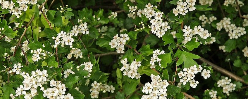 Crataegus laevigata. Tweestijlige meidoorn