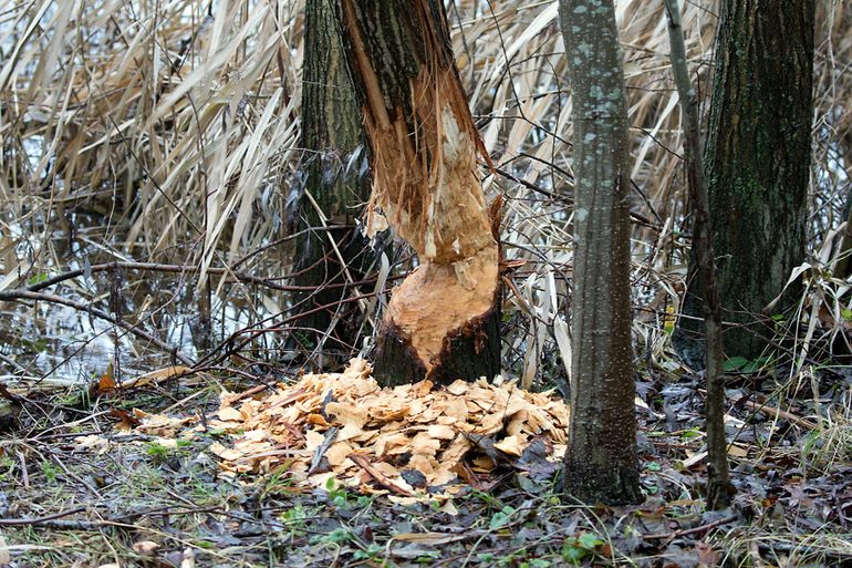 Beversporen vallen vaak goed op, zoals deze aangeknaagde boom