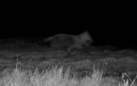 It Fryske Gea Wolf bij Alde Faenen