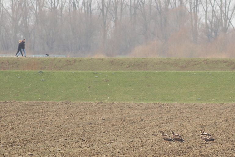 Drie onvolwassen zeearenden in de Noordwaard bij Werkendam, na een stuntelige jacht op hazen. Vogelaars raken recent gewend (en verwend!) door groepjes jonge zeearenden op voedselrijke plekken