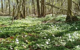 Bosgroepen bos met bosanemoon