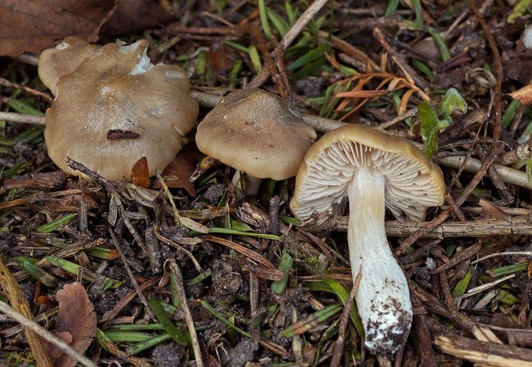 Harde voorjaarssatijnzwam (Entoloma clypeatum)