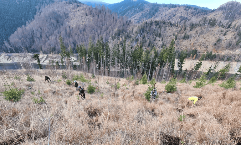 Forest restoration in Romania