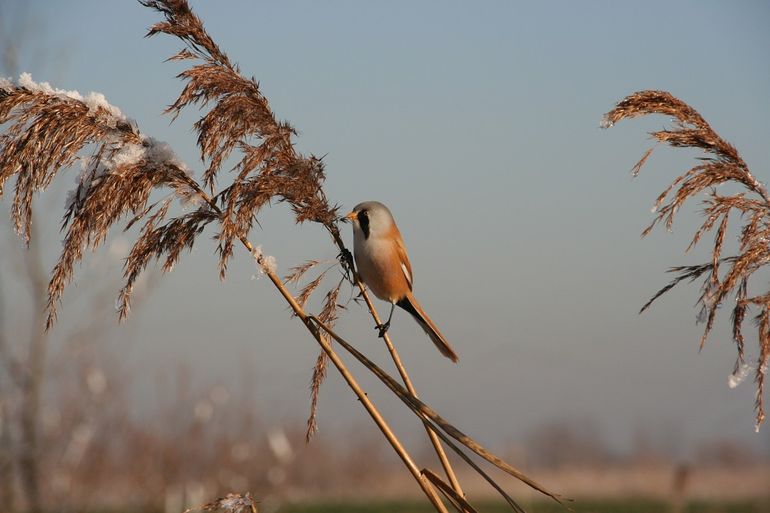 Baardman in het riet in de winter 