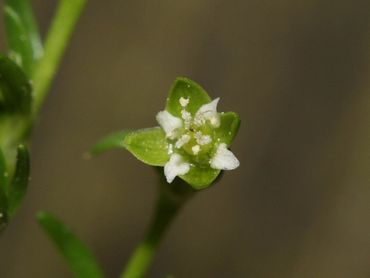 Liggende vetmuur, mini-bloemetje met vier kelkbladen en vier kroonbladen