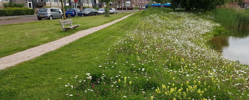 Bloemrijke oever