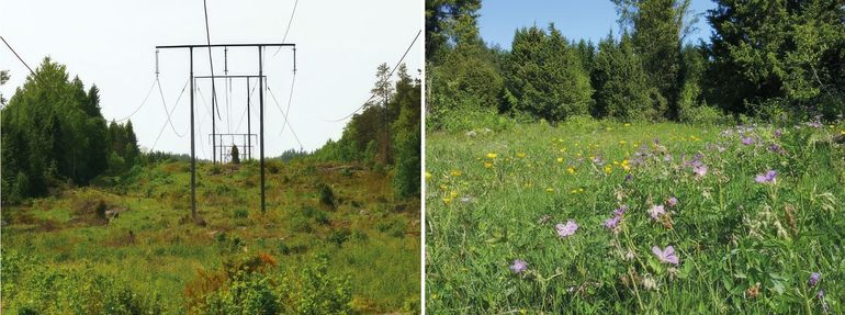 Links: hoogspanningsleiding door een bos in Zweden. Doordat de bomen hier niet hoog mogen groeien en regelmatig worden weggehaald ontstaat hier een prima leefgebied voor de zilvervlek. Rechts: open plek in een bos in Zweden. De zilvervlek kan talrijk opduiken op dit soort plekken