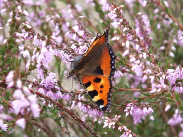 Ook 'gewone' soorten als de kleine vos vind je op de heide als die veel nectar levert