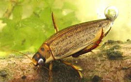 Dieren in de sloot kunnen te lijden hebben van pesticiden die op akkers worden gebruikt