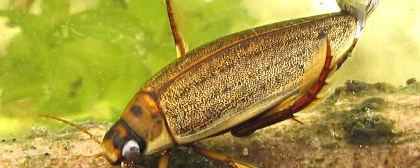 Dieren in de sloot kunnen te lijden hebben van pesticiden die op akkers worden gebruikt