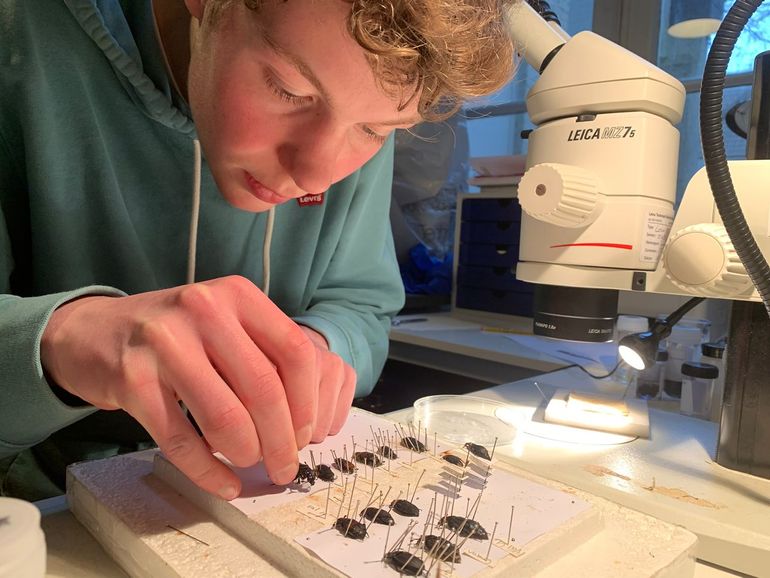 Teun van der Sterren prepareert de gevangen aaskevers