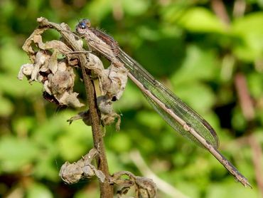 Bruine winterjuffer plant zich regelmatig voort in poelen
