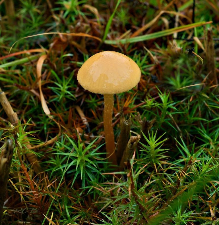 Bleke moeraszwavelkop