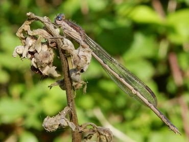 De bruine winterjuffer wordt momenteel veel uit tuinen gemeld