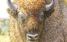 Jeroen Helmer ARK Wisent