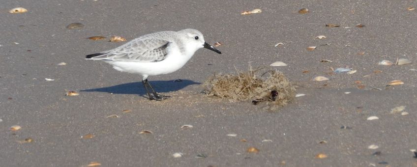 Drieteenstrandloper