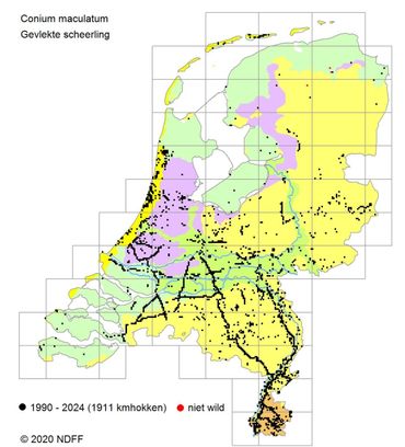 Verspreiding van de Gevlekte scheerling in Nederland. De kaart laat duidelijk zien hoe de plant bij snelwegen in de buurt groeit