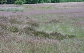 Vergraste heide Ruurlo