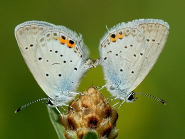 Parende staartblauwtjes