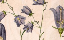 J Sturm, J. Sturms Flora von Deutschland in Abbildungen nach der Natur grasklokje