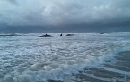 De gestrande potvissen op Texel bij paal 12