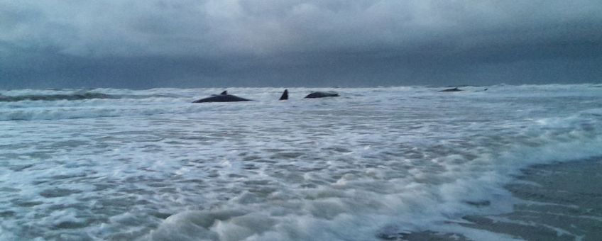 De gestrande potvissen op Texel bij paal 12