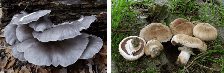 Gewone oesterzwam (Pleurotus ostreatus) en de wilde vorm van de Gekweekte champignon (Agaricus bisporus)