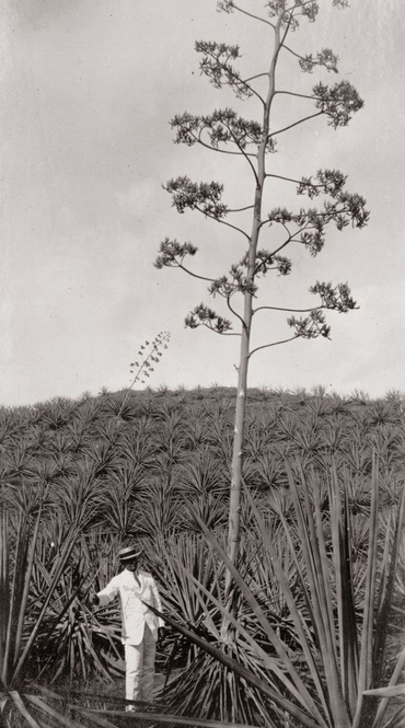 Kweek van sisal-agave op plantage Mount Pleasant te Curaçao, circa 1920