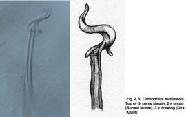 Kurketrekker vormige peniskoker van Limnodrilus tortilipenis