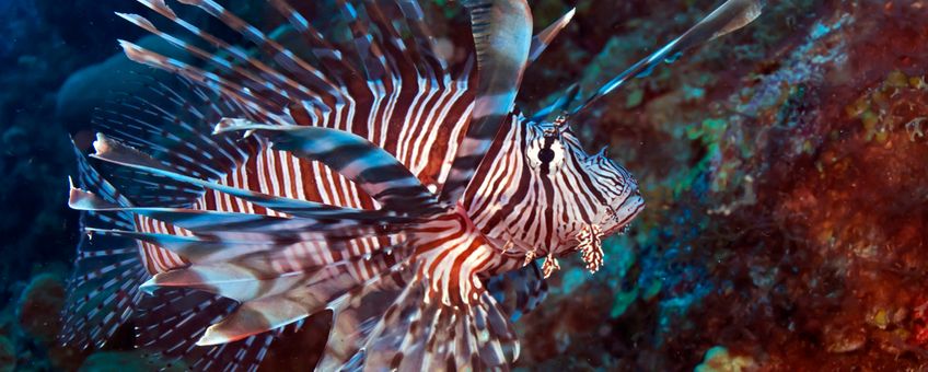 Nature Today  A Decade of Lionfish Management on Bonaire