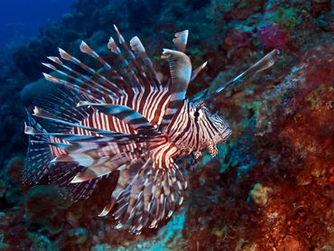 Red lionfish