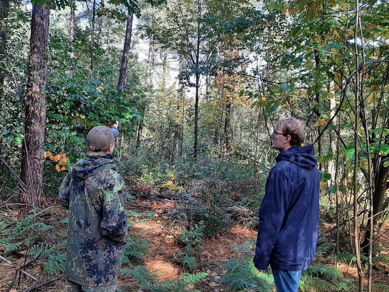 Bij dit kleinschalige bosbeheer krijgen, onder een kroonlaag van zwarte den, verschillende ingroeiende loofboomsoorten de ruimte om zich te ontwikkelen