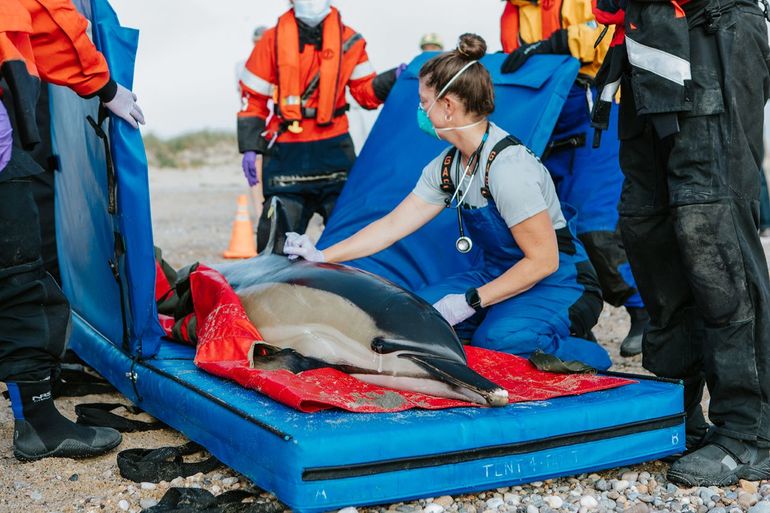 IFAW richt zich onder andere op het redden van gestrande zeezoogdieren