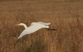 Casmerodius albus. Grote zilverreiger