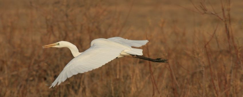 Casmerodius albus. Grote zilverreiger