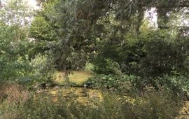 marijke de jong tiny forest den bosch