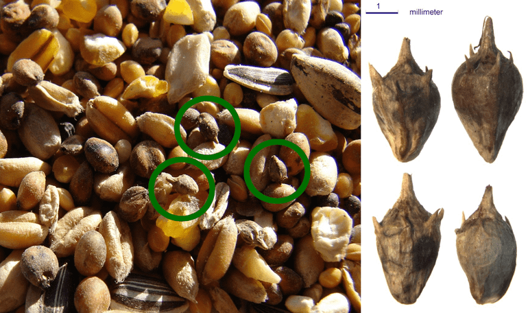 Links: strooivoer met Alsemambrosiazaden. Rechts: detailfoto van de zaden