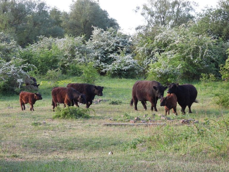 Uiterwaardegebied Meinerswijk, een groot natuurgebied midden in Arnhem met jaarrondbegrazing door gallowayrunderen en konikpaarden