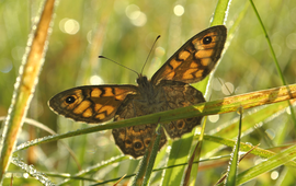 Argusvlinder, de 'koningin van de weide' vaart wel bij een kruidenrijke grasmat.