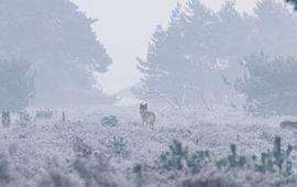 Wolven in de sneeuw op de Hoge Veluwe