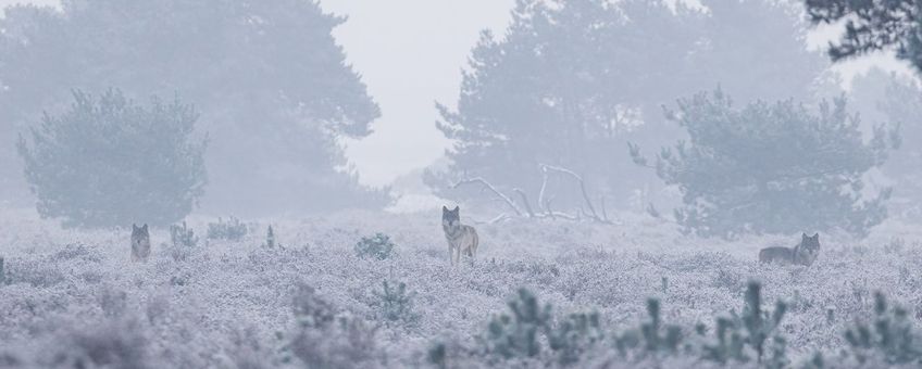 Wolven in de sneeuw op de Hoge Veluwe