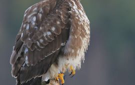 Buizerd Wikipedia Permission is granted to copy, distribute and/or modify this document under the terms of the GNU Free Documentation license, Version 1.2 or any later version published by the Free Software Foundation; with no Invariant Sections, no Front-Cover Texts, and no Back-Cover Texts. A copy of the license is included in the section entitled 